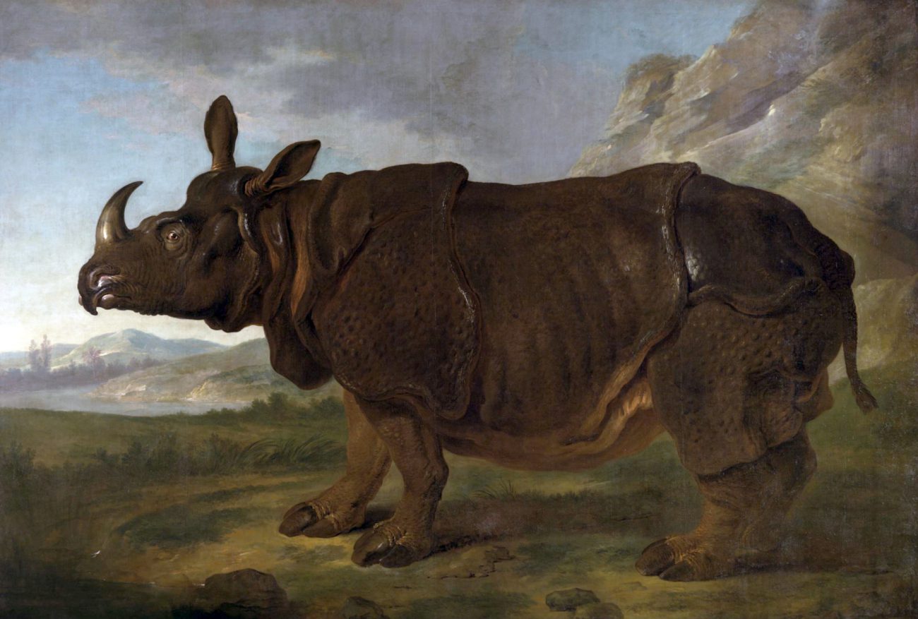 Клара — самый знаменитый носорог 18 века