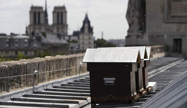 180 тысяч пчел чудом пережили пожар в Соборе Парижской Богоматери