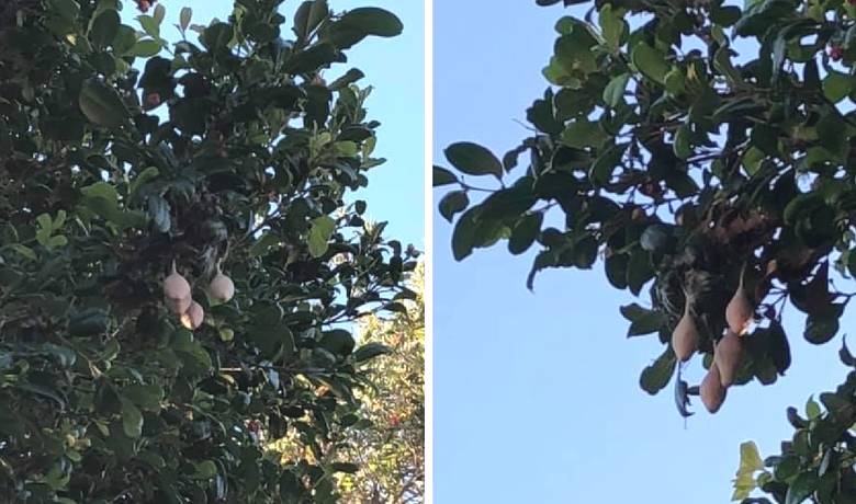 Странные «плоды» на не фруктовых деревьях напугали австралийку
