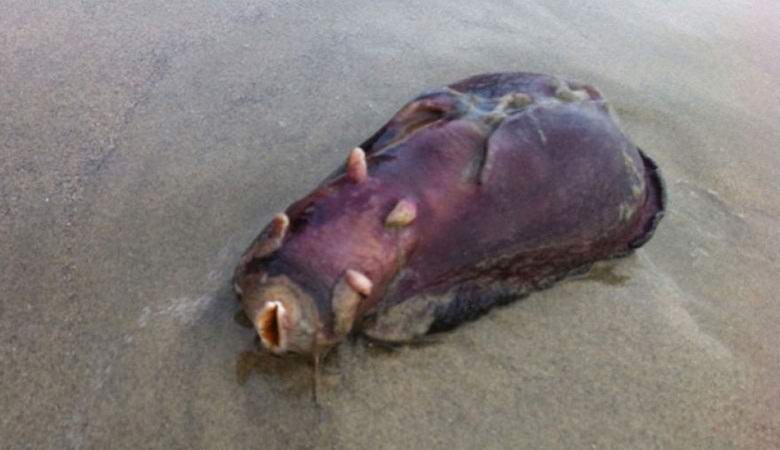Загадочное существо вымыло на берег возле бывшей атомной станции