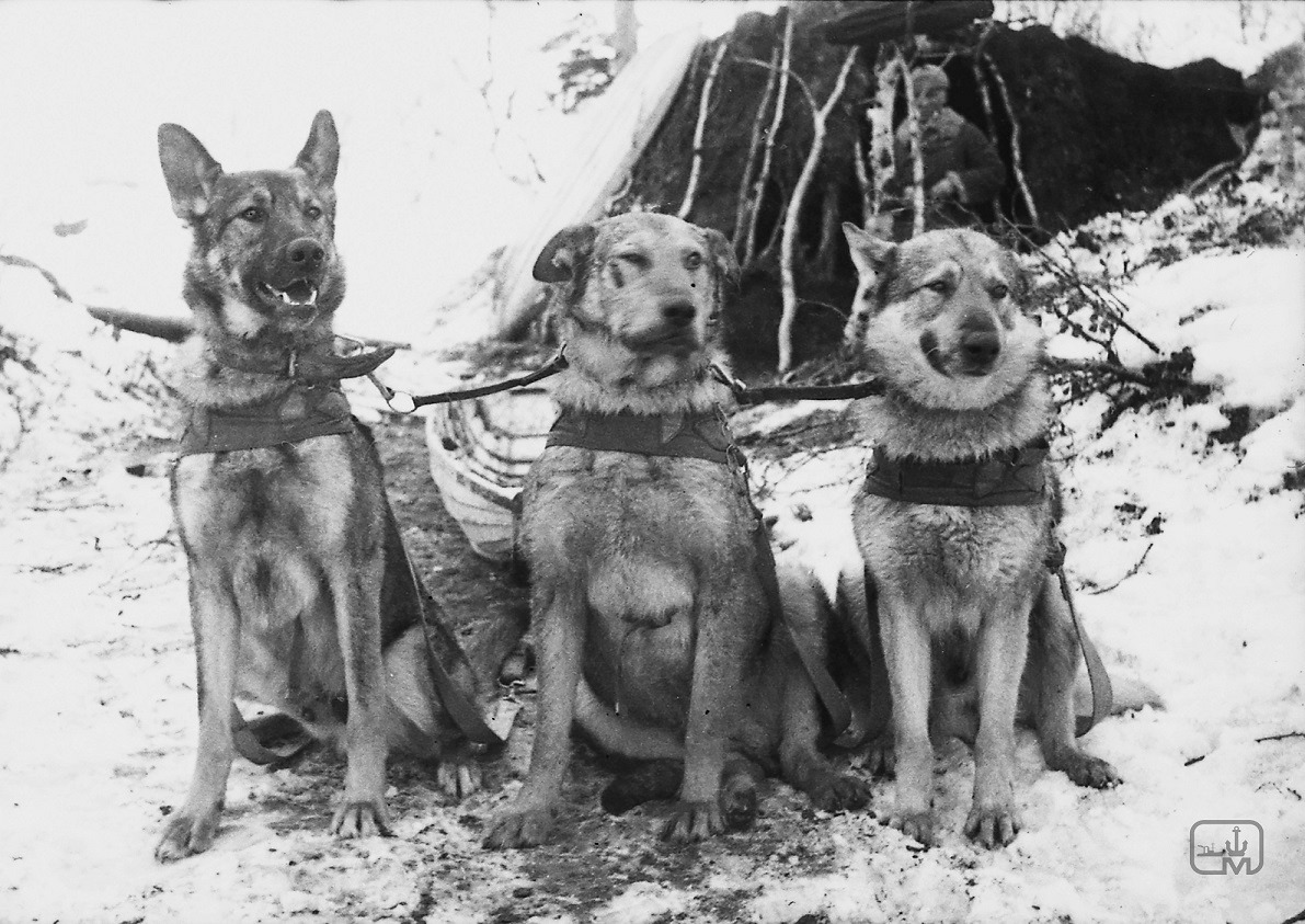 служебные собаки в годы Великой Отечественной войны..