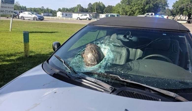 «Летающая» черепаха ударилась в лобовое стекло машины американца