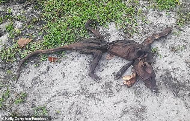 Останки непонятного существа найдены во Флориде