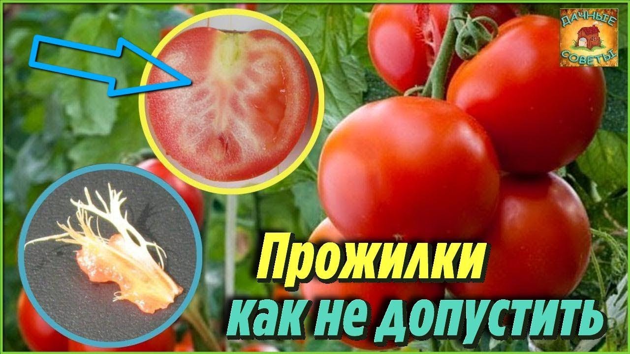 Самые важные причины, почему помидоры вырастают с белыми прожилками внутри. Дачные советы