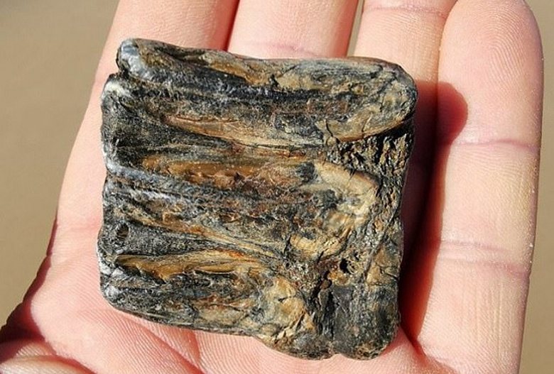 Британец нашел на пляже города Кромера зуб древнейшего мамонта