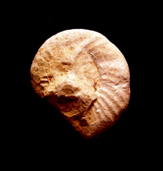 Древнейший артефакт. 100 миллионов лет.