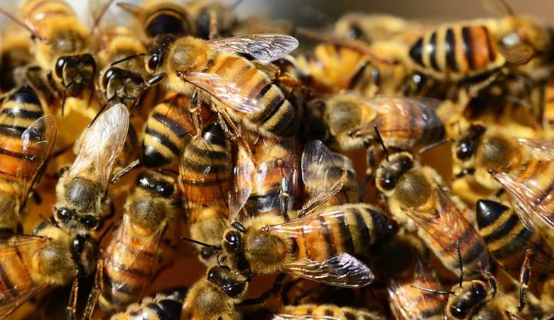 Испанская семья обнаружила 80 тысяч пчел в стене своей спальни