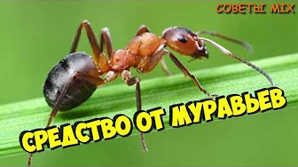 Рассыпьте эту специю в углах своего дома и Вы больше никогда не увидите муравьев!