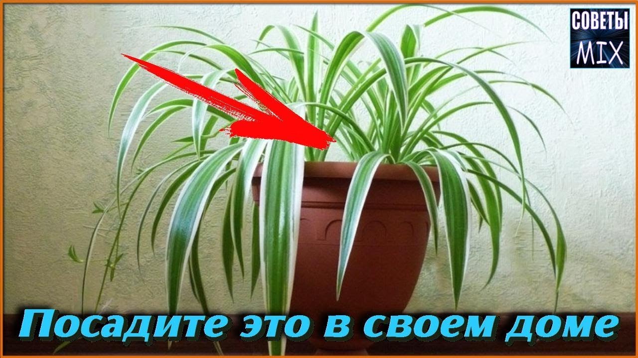 Обязательно посадите эти комнатные растения у себя в доме