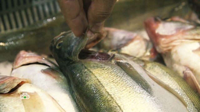 Вред рыбы превышает ее пользу: какую еще можно есть без опаски