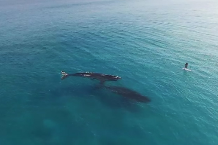 Красивое видео китов и  человека