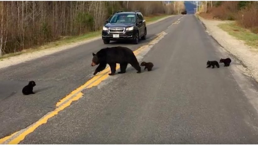 Видео: Полицейский пытается помочь медведице перевести малышей через дорогу
