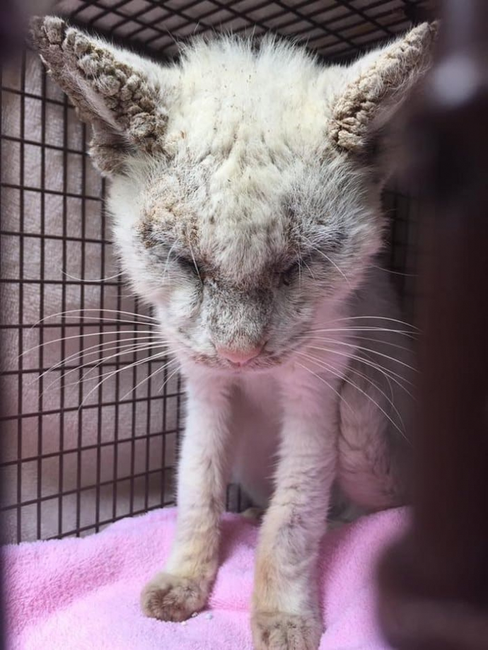 «Слепой» кот удивил своих спасителей невероятной красотой глаз после выздоровления