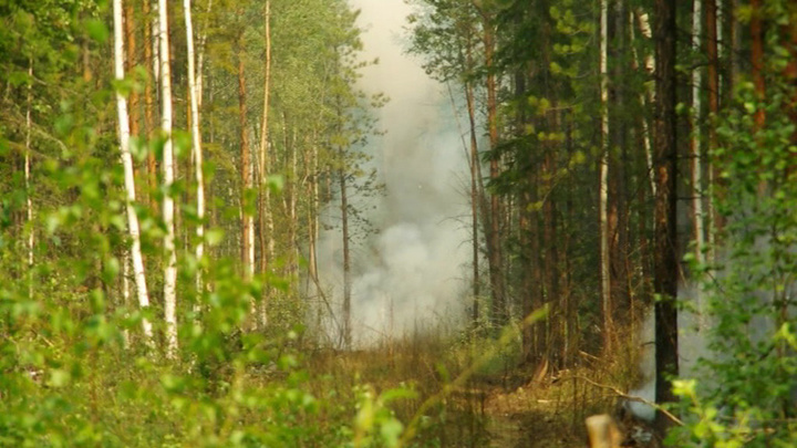 Площадь лесных пожаров в Иркутской области составляет порядка 36 тысяч гектаров