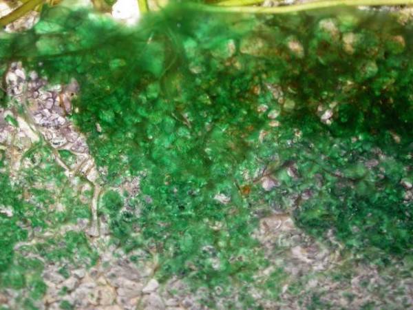 Нефть и сине-зелёные водоросли