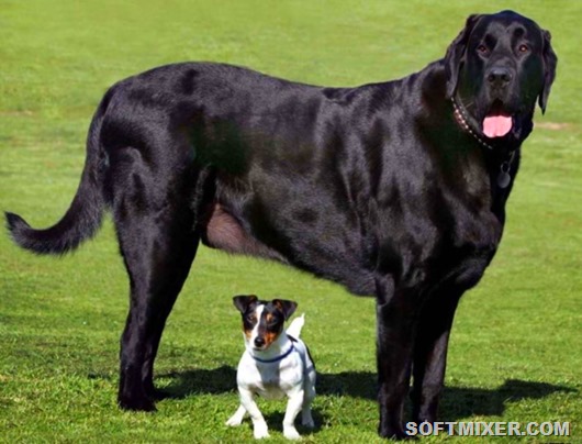 Мифы о больших собаках