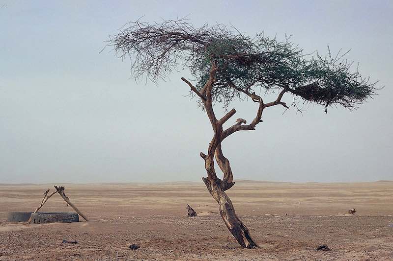Дерево Тенере — самое одинокое дерево на Земле