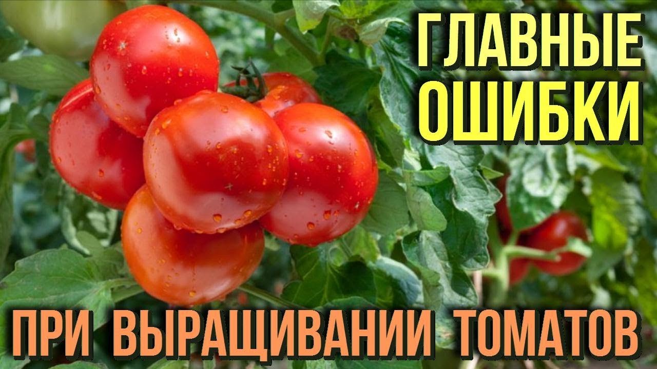 Самые главные ошибки при выращивании томатов Советы и рекомендации по уходу за помидорами
