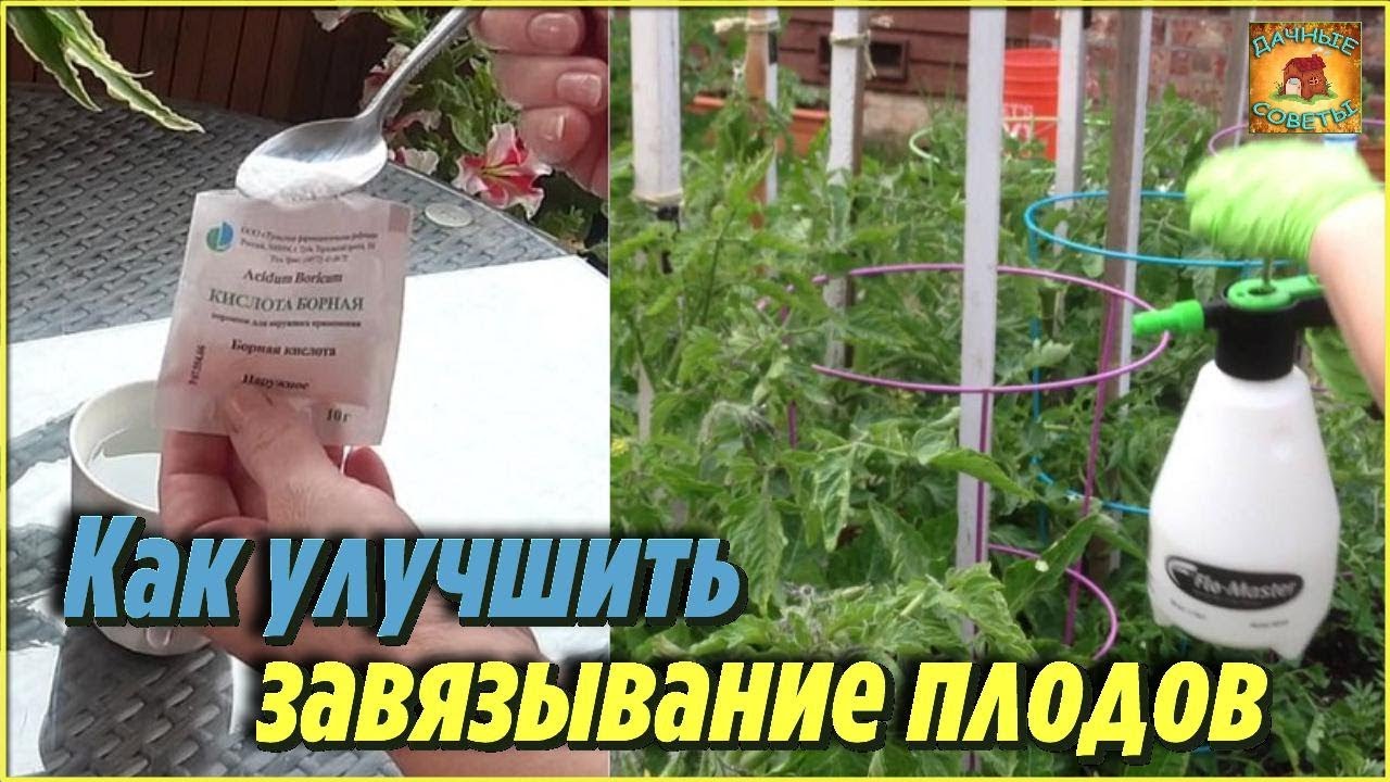 Вот как улучшить завязывание плодов томатов и огурцов. Опрыскивание овощей борной кислотой
