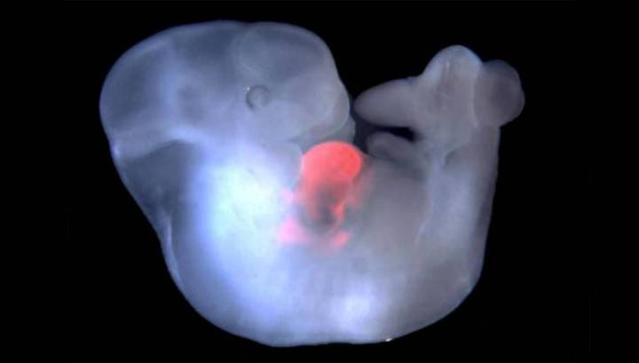 Создан эмбрион-химера человека и обезьяны. Вырасти ему не дали