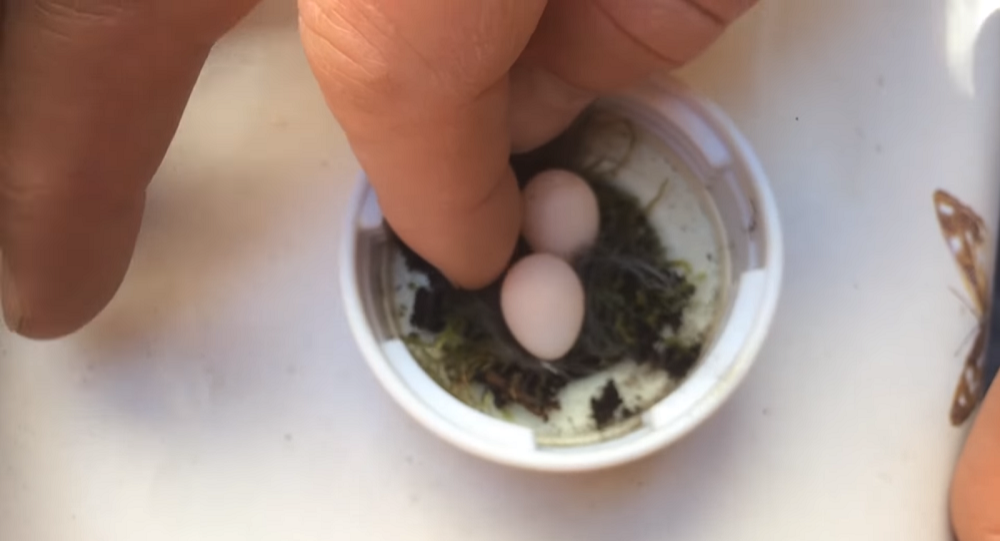 Мужчина нашел в саду необычайно крохотные яйца и сотворил настоящее чудо – видео