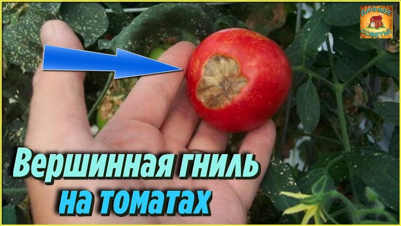 Болезни томатов. Как избавиться от ВЕРШИННОЙ ГНИЛИ народными средствами