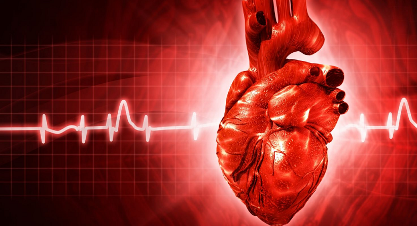 Ученые научили стволовые клетки восстанавливать поврежденное сердце