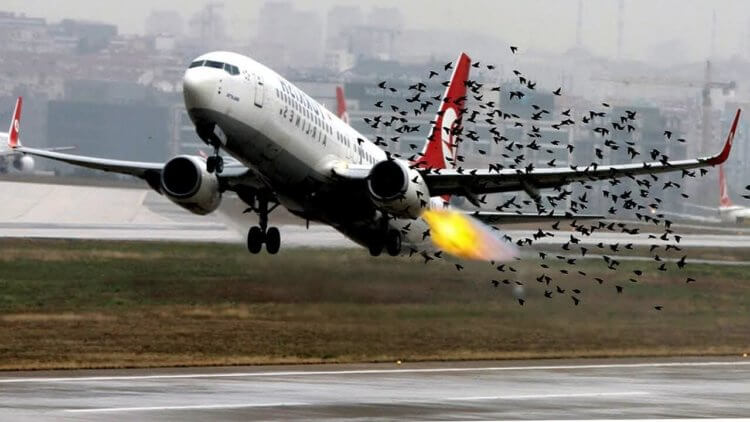 Почему птицы сталкиваются с самолетами?