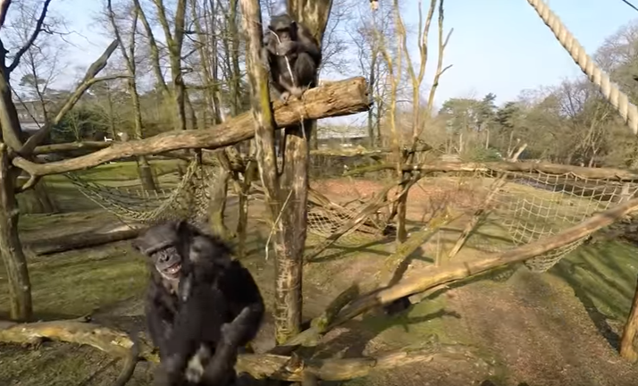 Шимпанзе напал на беспилотник