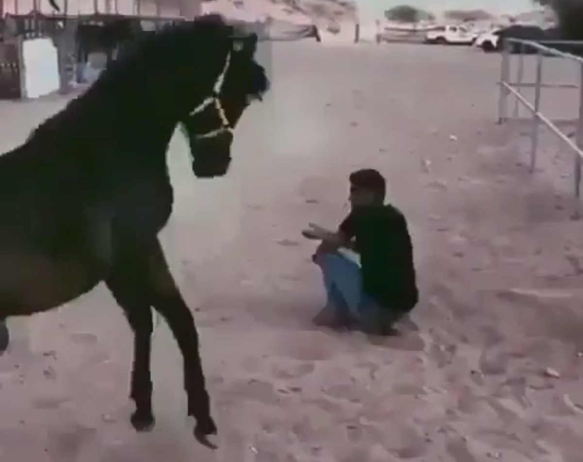 Лошадь-защитница бросилась спасать мужчину