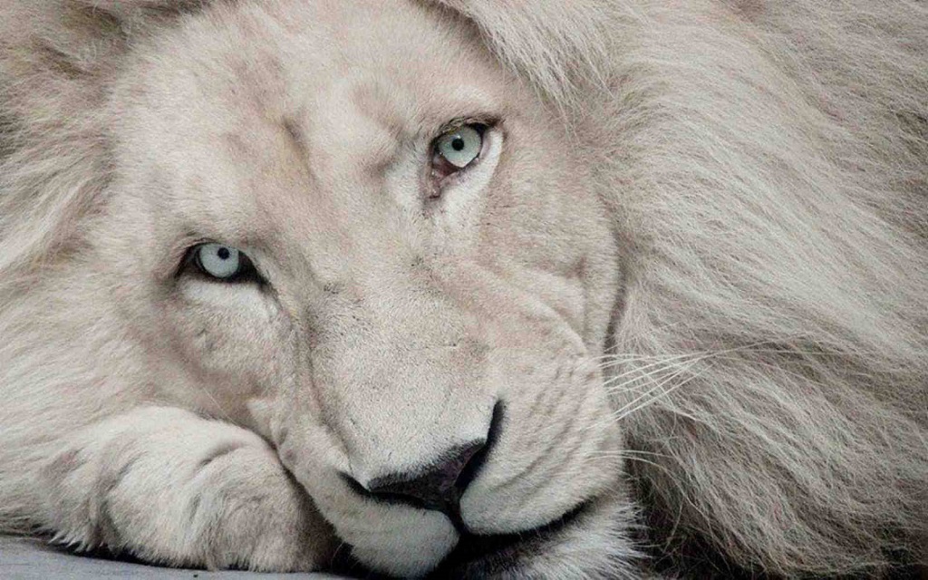 Белый лев – легенда африканских племен (описание, 31 фото)