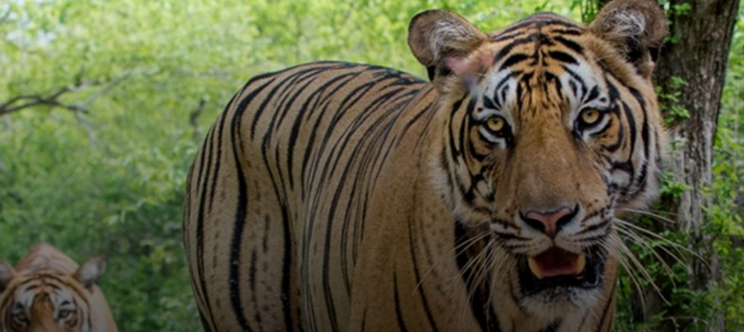 Численность тигров в Индии начала восстанавливаться. Впервые за последние 100 лет!