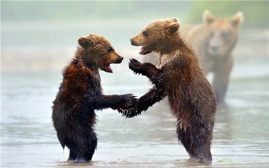 20 интересностей о медведях