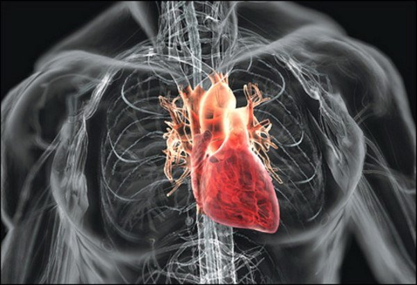 Сердце имеет собственный "мозг ", о котором учёные говорят как о внутренней (intrinsic) нервной системе...