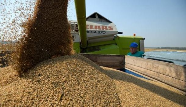 «Страна-зерноколонка»: мы опять побили рекорд по зерновым
