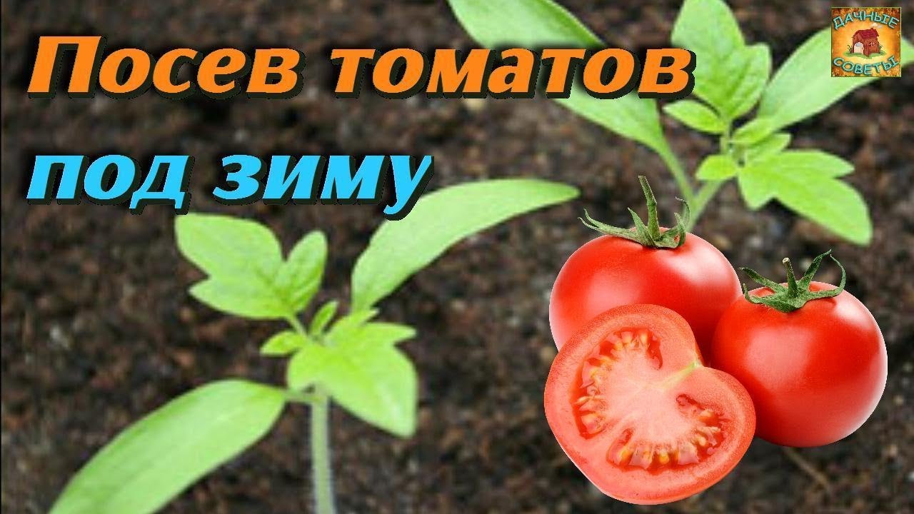 Уникальный способ выращивания томатов без рассады. Сеем томаты под зиму без заморочек. Дачные советы