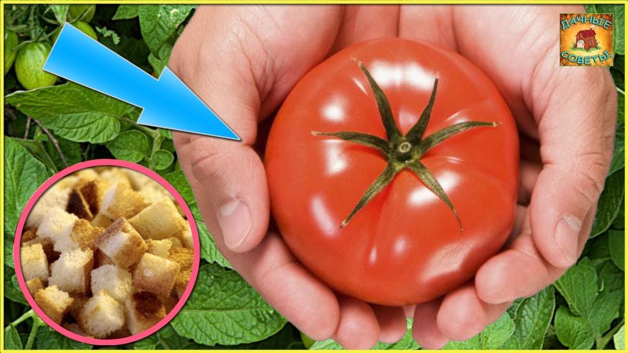 Выращивание помидоры на сухарях и никакой подкормки. Настоящая находка для дачника и огородника