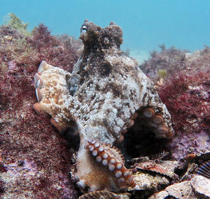 Найдены подводные города осьминогов