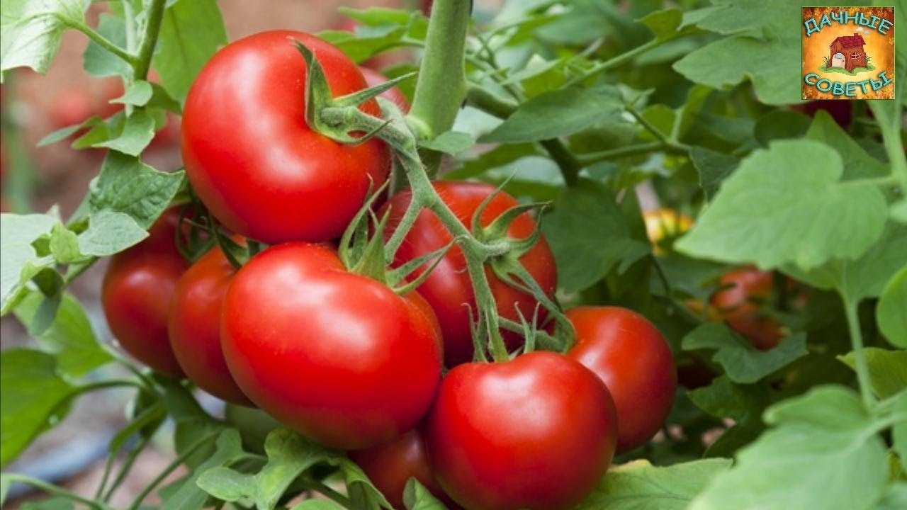 Необычный способ посева томатов  под зиму Уникальное выращивание рассады помидор Сад и огород