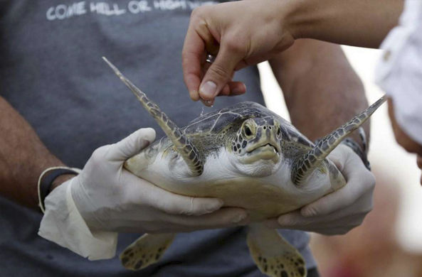 Прах ученого, спасавшего морских животных, отправили в океан на черепахе