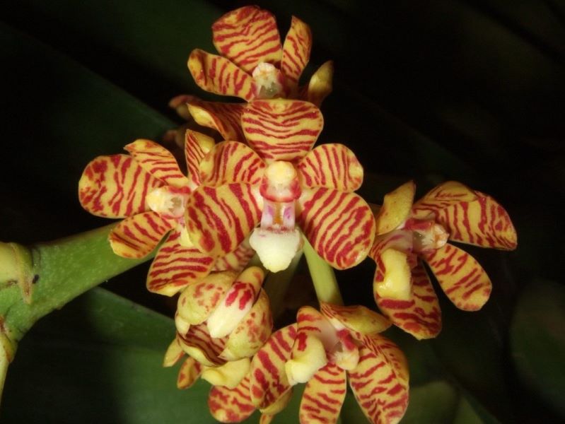 Красавица-орхидея размножается с помощью дождя