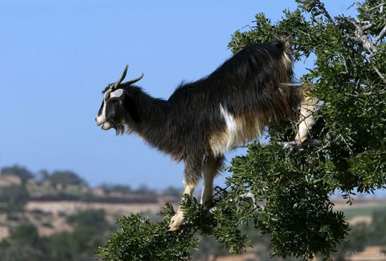 Необычные козы в Марокко