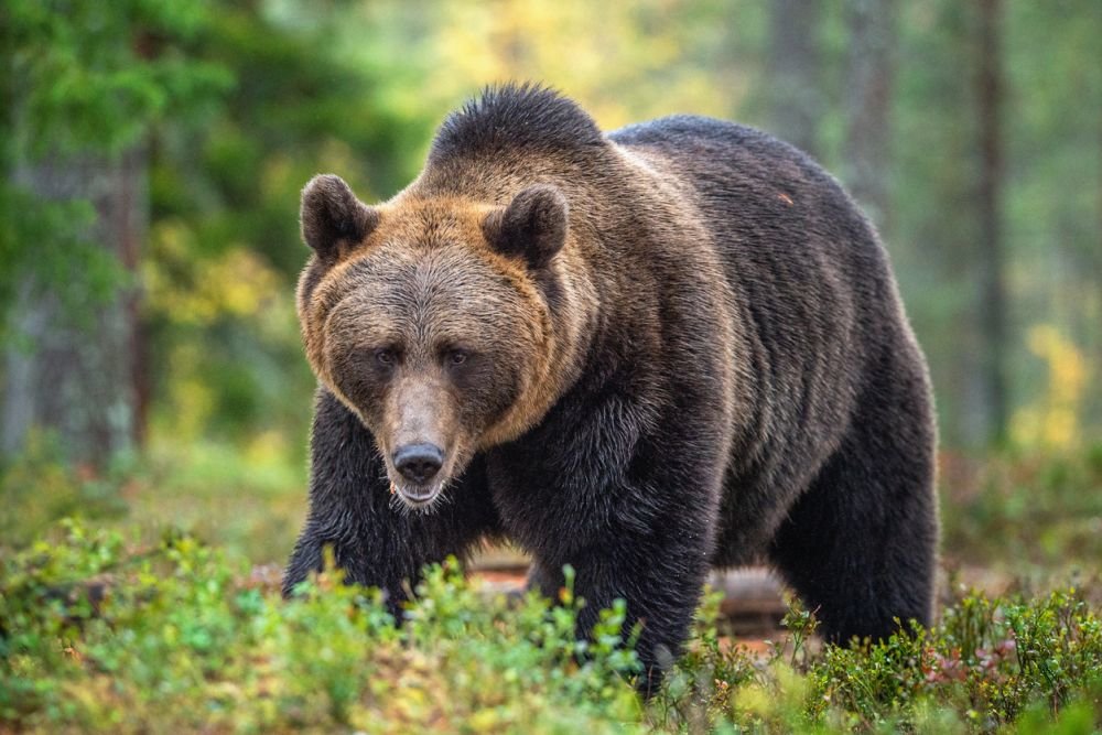 Где в России обитает больше всего медведей и волков