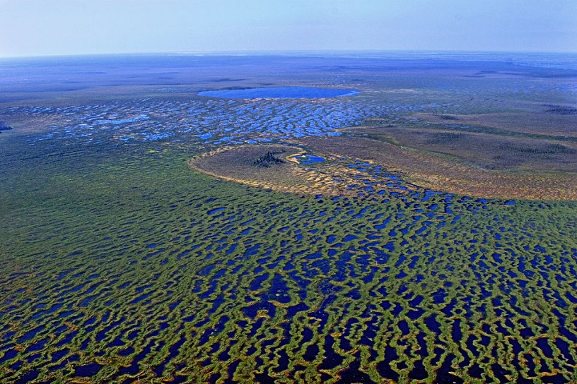 Васюганские болота: какие тайны хранит самая гигантская топь в мире