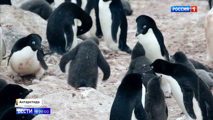 Исчезновение пингвинов и таяние ледников: чем опасны температурные рекорды