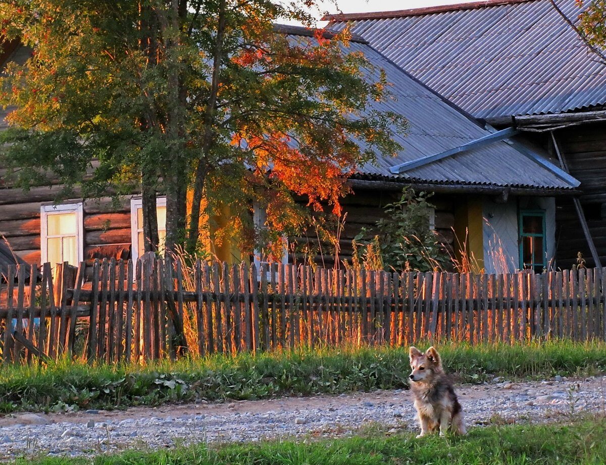 Собака в деревне