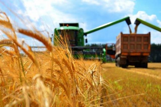 Кто сегодня главный поставщик пшеницы в мире?