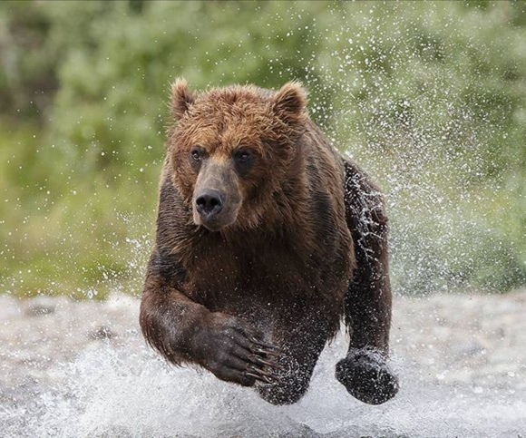 Сибирский медведь.