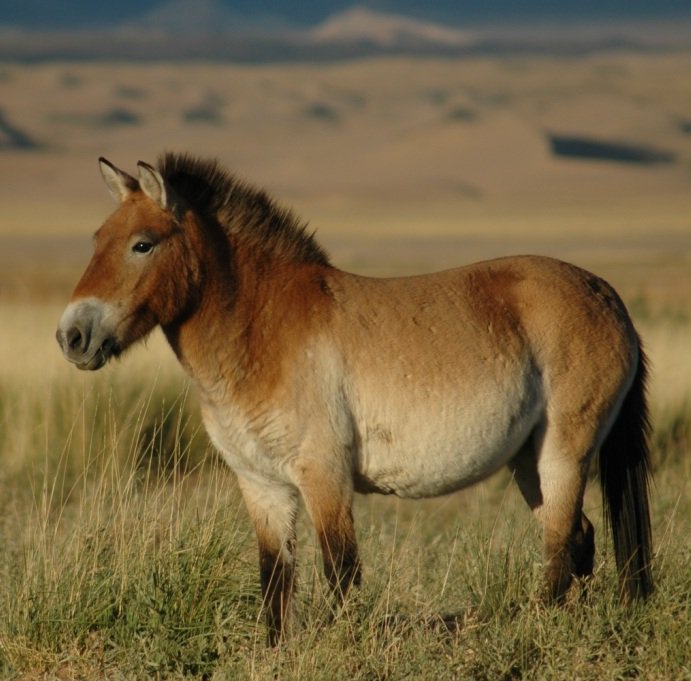 Ученые впервые клонировали лошадь Пржевальского