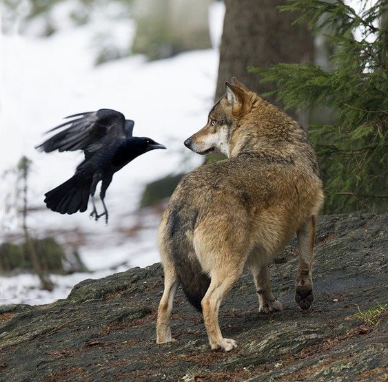 Волки и вороны делят добычу друг с другом.